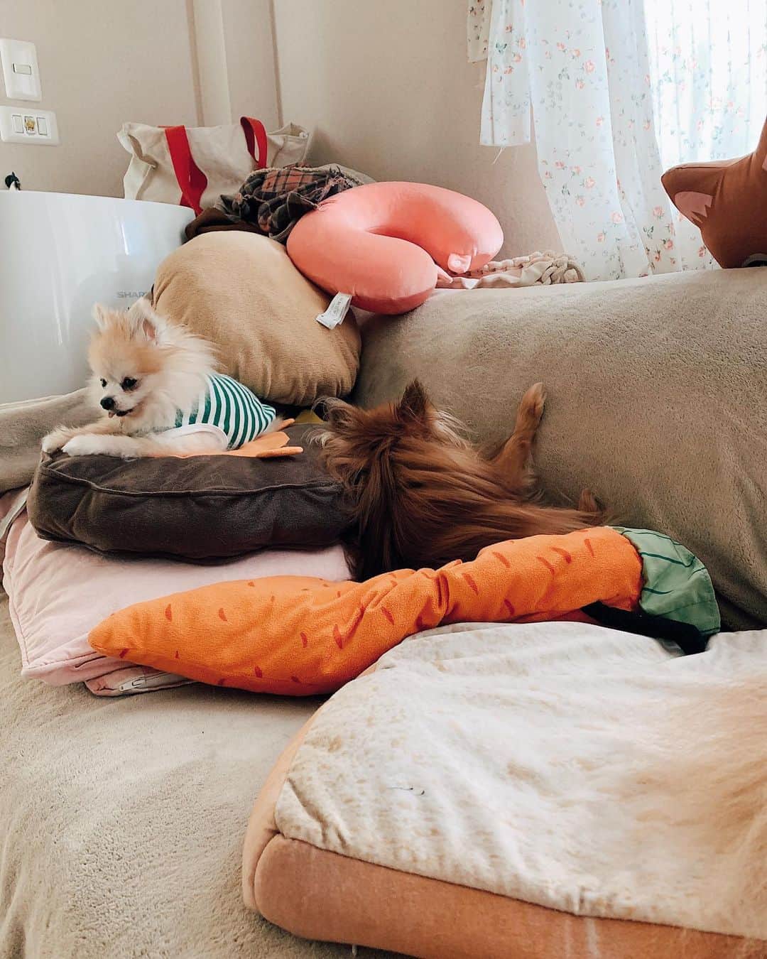 r_oseのインスタグラム：「You make me smile every single day🐻〰️」