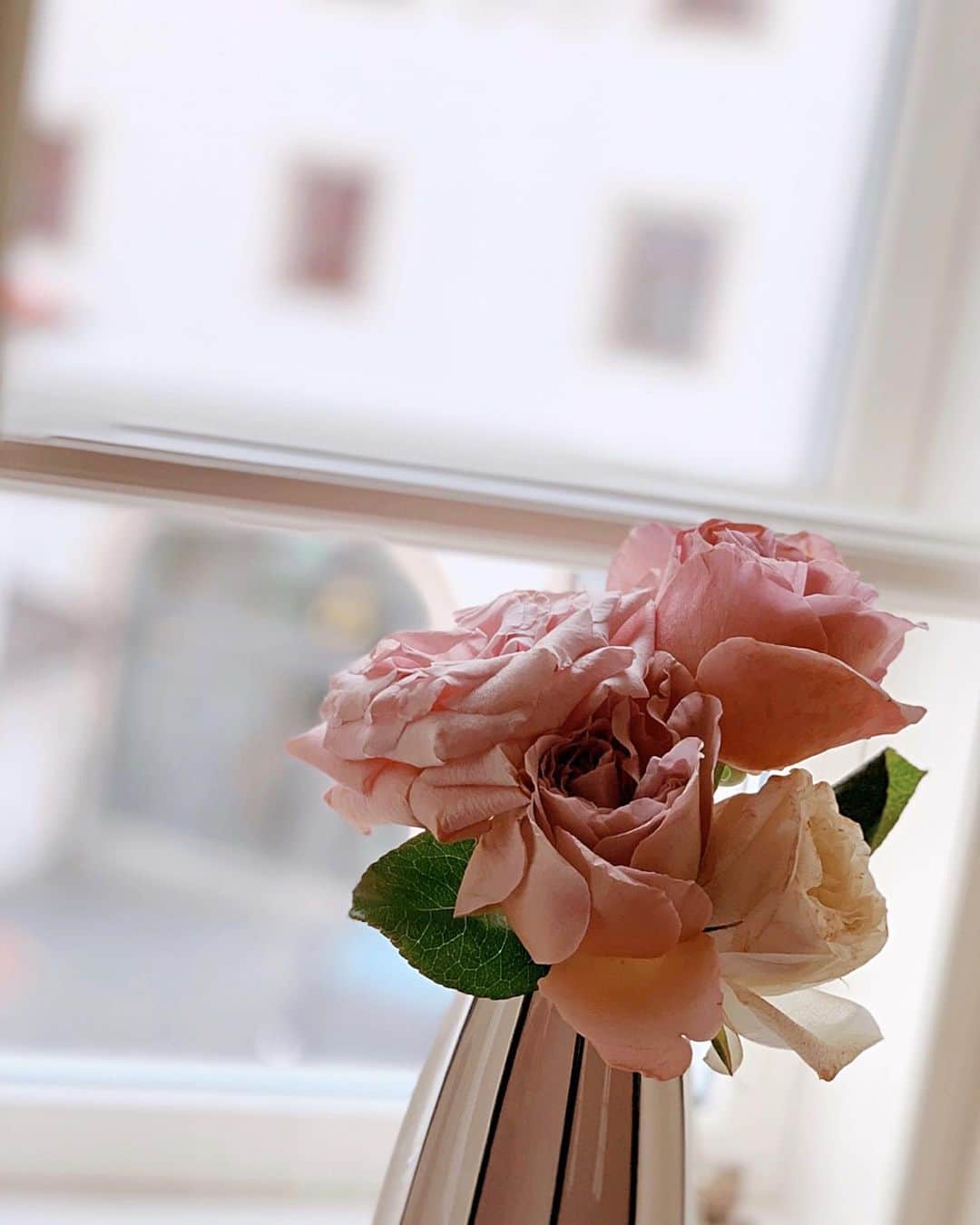 Yuka Kaedeさんのインスタグラム写真 - (Yuka KaedeInstagram)「Cafe Latte Roses♡ * * * #アシュカの花あそび#roses」5月28日 23時55分 - _asyuka_