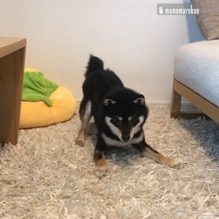 まめ丸のインスタグラム：「* * まだまだ掃除機さんには… 勝てないー🐶❣️ --------------------------------- 永遠の敵、掃除機さんとの戦いをブログにかいたよ🐶💓 プロフィールのURLかストーリーからみてね🍀 * I can't win against him🐶❣️ --------------------------------- I updated my blog🐶💓 The URL is in my profile. Please visit it if you have time❣️ * #ちいさいころは逃げてたけど #さいきん向かっていくようになったよ #ゆうかんなぼく🐶💓 * #柴犬#豆柴#柴#黒柴#犬#ふわもこ部#boopthesnoot#shiba#shibainu#shibastagram#shibadog#puppy#instadog#dogstagram#dog#instashiba#petstagram#pet#cutepetclub#강아지#멍스타그램#doglover#ilovemydog#weeklyfluff#まめ丸と掃除機」
