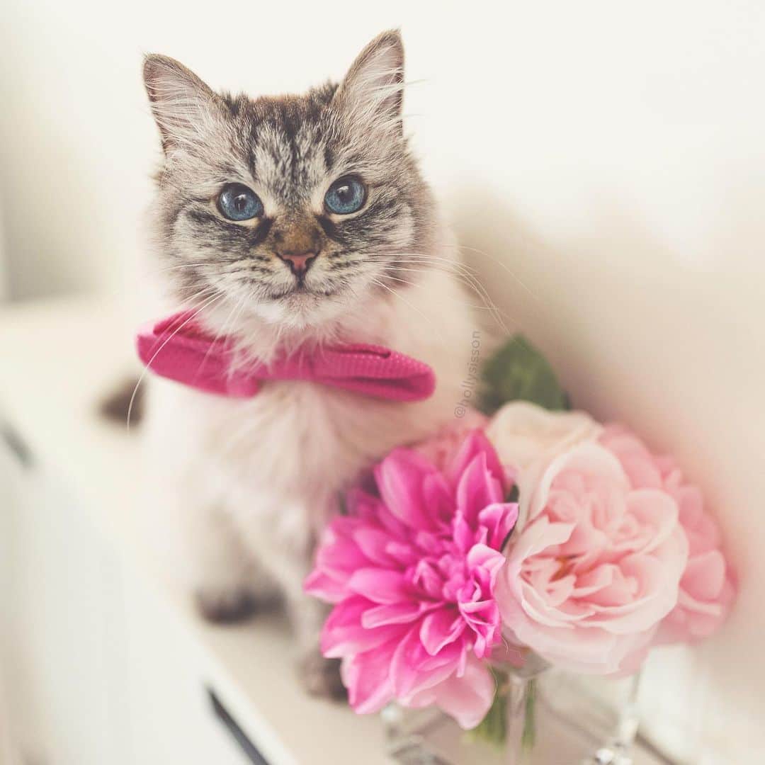のインスタグラム：「Happy Tuesday! ☺️🐱❤️ #cat #SiberianCat (See more of Alice, Finnegan, and Oliver, on @pitterpatterfurryfeet) ~ Canon 1D X MkII + 35 f1.4L @ f1.4 See my bio for full camera equipment information plus info on how I process my images. 😊 ~ @bestmeow #bestmeow」