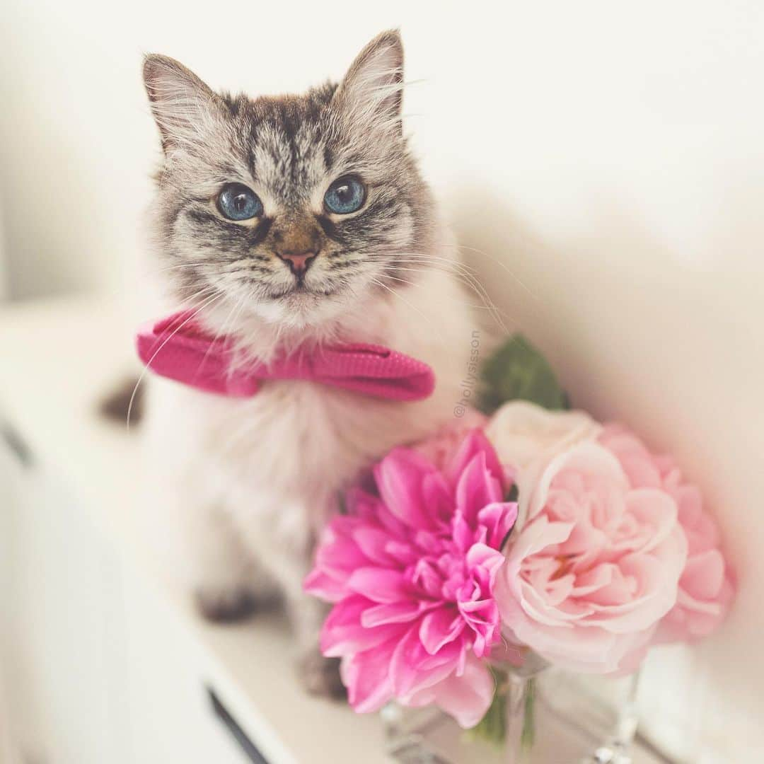 Holly Sissonさんのインスタグラム写真 - (Holly SissonInstagram)「Happy Tuesday! ☺️🐱❤️ #cat #SiberianCat (See more of Alice, Finnegan, and Oliver, on @pitterpatterfurryfeet) ~ Canon 1D X MkII + 35 f1.4L @ f1.4 See my bio for full camera equipment information plus info on how I process my images. 😊 ~ @bestmeow #bestmeow」5月28日 23時59分 - hollysisson