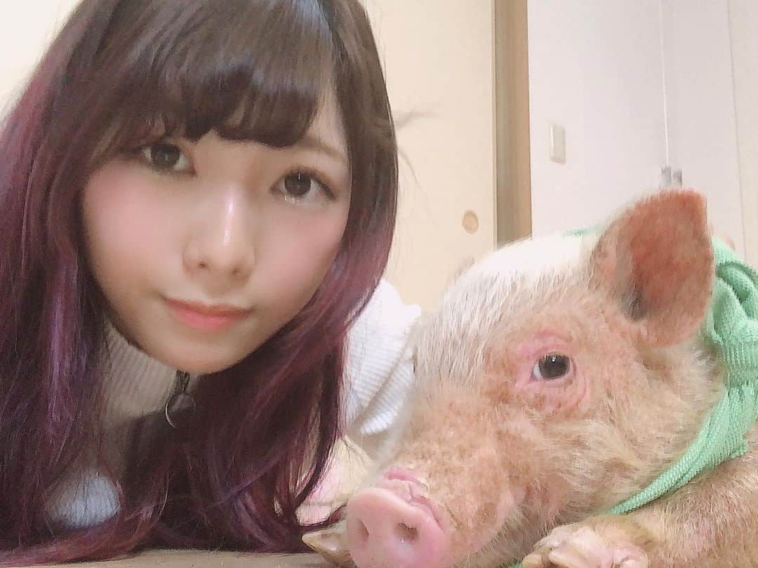 えっちゃんさんのインスタグラム写真 えっちゃんinstagram ミニブタ 子豚 とんちゃん ツーショット なつっこくて可愛い ひたすら 可愛い 懐いて後ろくっついてきたり 一緒にゴロゴロして可愛い 5月29日 0時17分 Ecchan Bom2