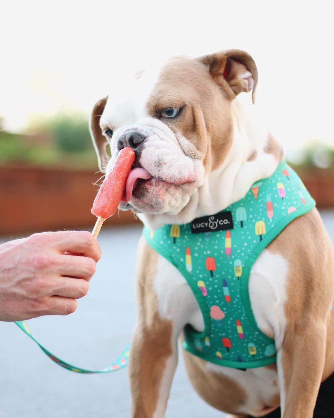 DogsOf Instagramのインスタグラム：「“Nothing better than a popsicle and a @lucyand.co harness on a nice spring day!!” writes @simply1sullivan  #dogsofinstagram」
