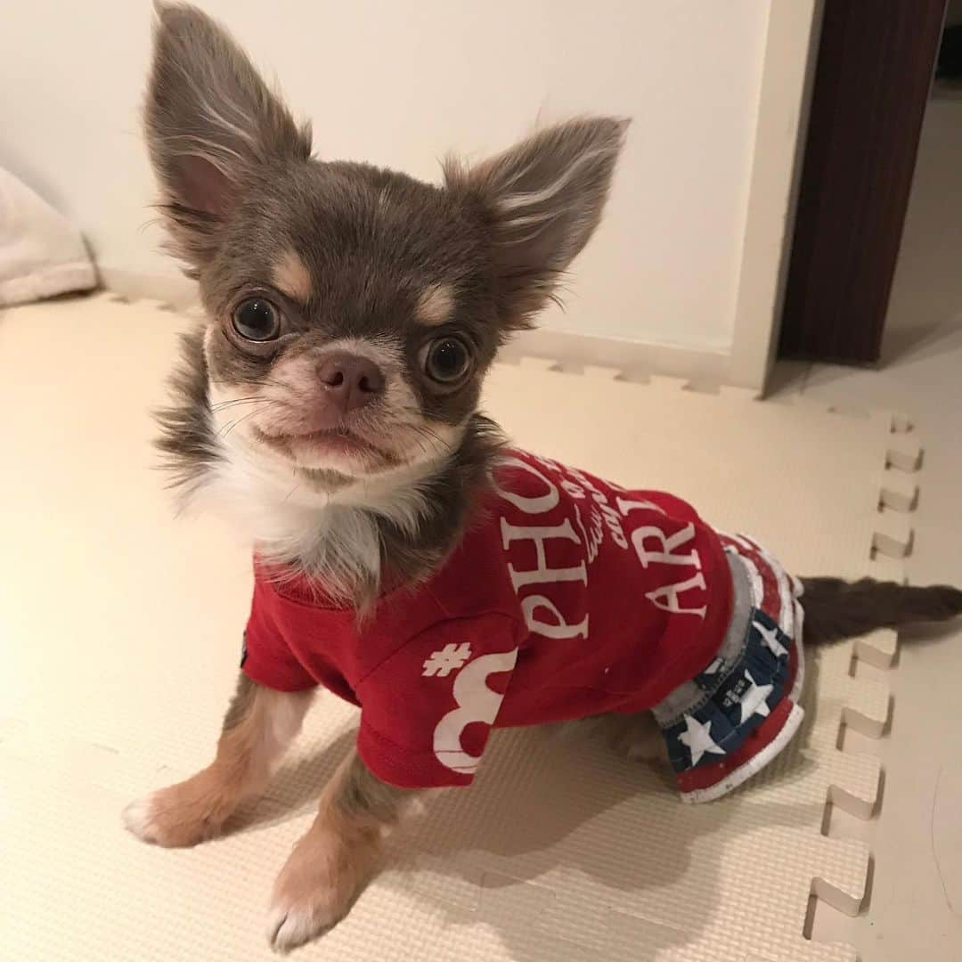 佐々木洋平さんのインスタグラム写真 - (佐々木洋平Instagram)「ファッションリーダー👚  #chihuahua #chihuahualife #chihuahualover #chihuahuagram #ilovemydog #dogstagram #イザベラタンチワワ  #イザベラチワワ  #チワワ  #ちわわ  #二重チワワ」5月29日 0時20分 - panicrew_yohey