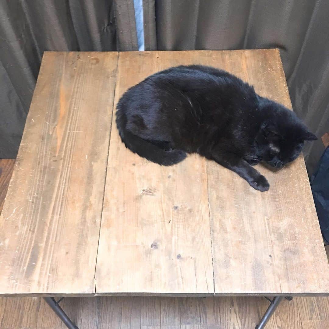 金巻ともこさんのインスタグラム写真 - (金巻ともこInstagram)「テーブルを専用ベッドのように使う男。 #kurohakuchai #blackcat #cat #黒猫 #猫」5月29日 0時26分 - tomotomoco
