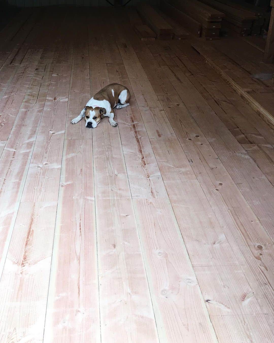 Ariele Alaskoのインスタグラム：「wide plank Doug Fir floorboards going down in the barn. one step closer to this thing becoming an actual studio (can’t wait for windows!)」