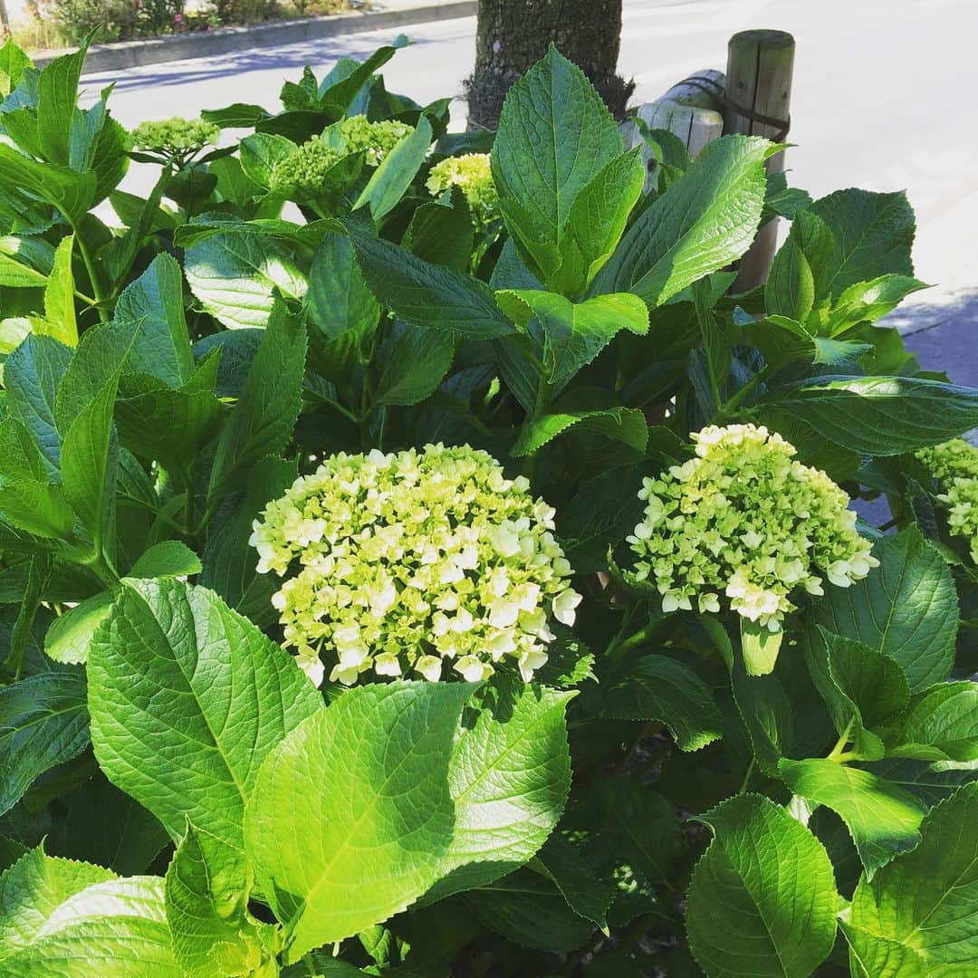 栗原由佳のインスタグラム：「ついこの前まで満開の #ツツジ が綺麗だなあと思っていた道路沿い、気づけば #アジサイ が準備万端だった。#モクレン、#桜、#ハナミズキ…今年はまた季節の巡りが早い。 悲しみにとらわれ過ぎて苦しくて、少しだけでもと意識的に心を離す…胸の痛い日です。#prayers #nomoretears #please #peaceinyourheart」