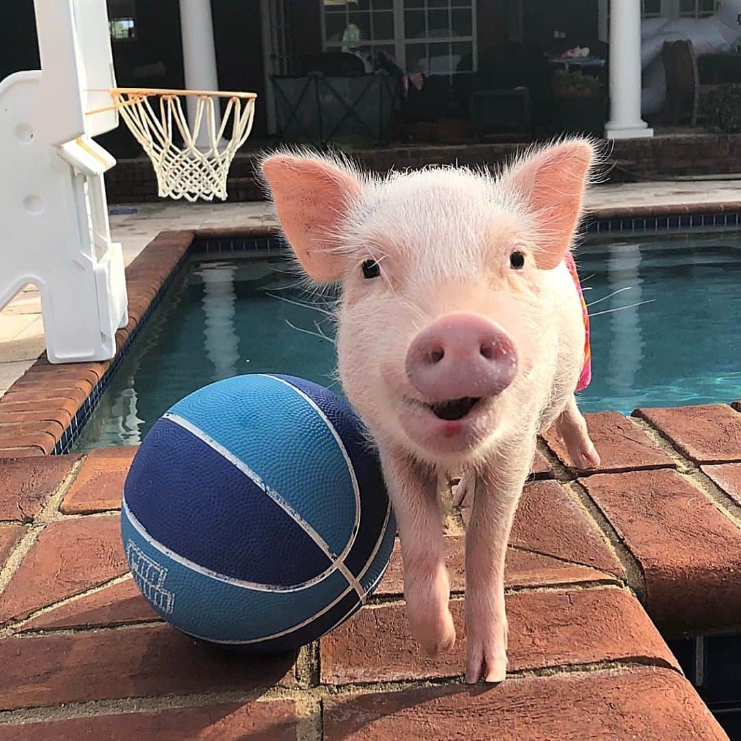 Priscilla and Poppletonさんのインスタグラム写真 - (Priscilla and PoppletonInstagram)「First pool game of the summer! Look how happy Penn is that Pop is letting him be their team captain.🐷🏀#girlsagainstboys #imabigboynow #poolgames #ballers #PiggyPenn #PrissyandPop」5月29日 0時56分 - prissy_pig