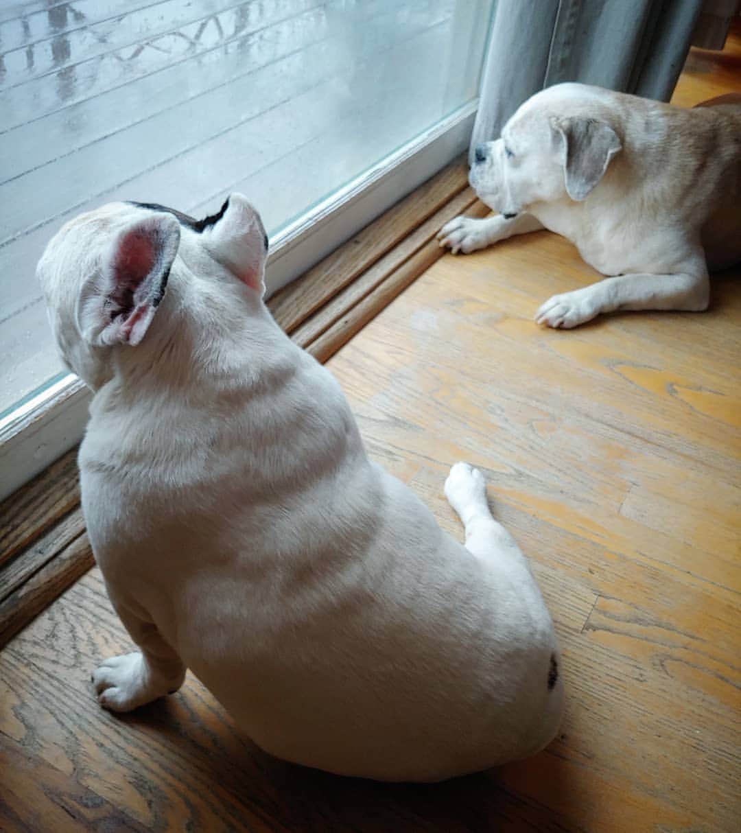 Manny The Frenchieのインスタグラム：「Rainy day blues. 🌧」