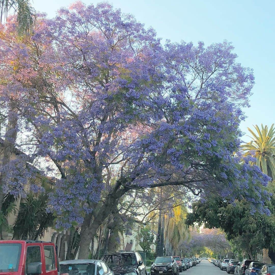 マキ・コニクソンさんのインスタグラム写真 - (マキ・コニクソンInstagram)「LAはいまこの花があっちこっちで咲き乱れています！ジャカランダって名前の紫色の花。和名は紫雲木。花言葉は名誉とか栄光。桜も大好きだけどジャカランダも好き！💜 #LAのおすそ分け🤙🏼 #ジャカランダ」5月29日 11時45分 - makikonikson