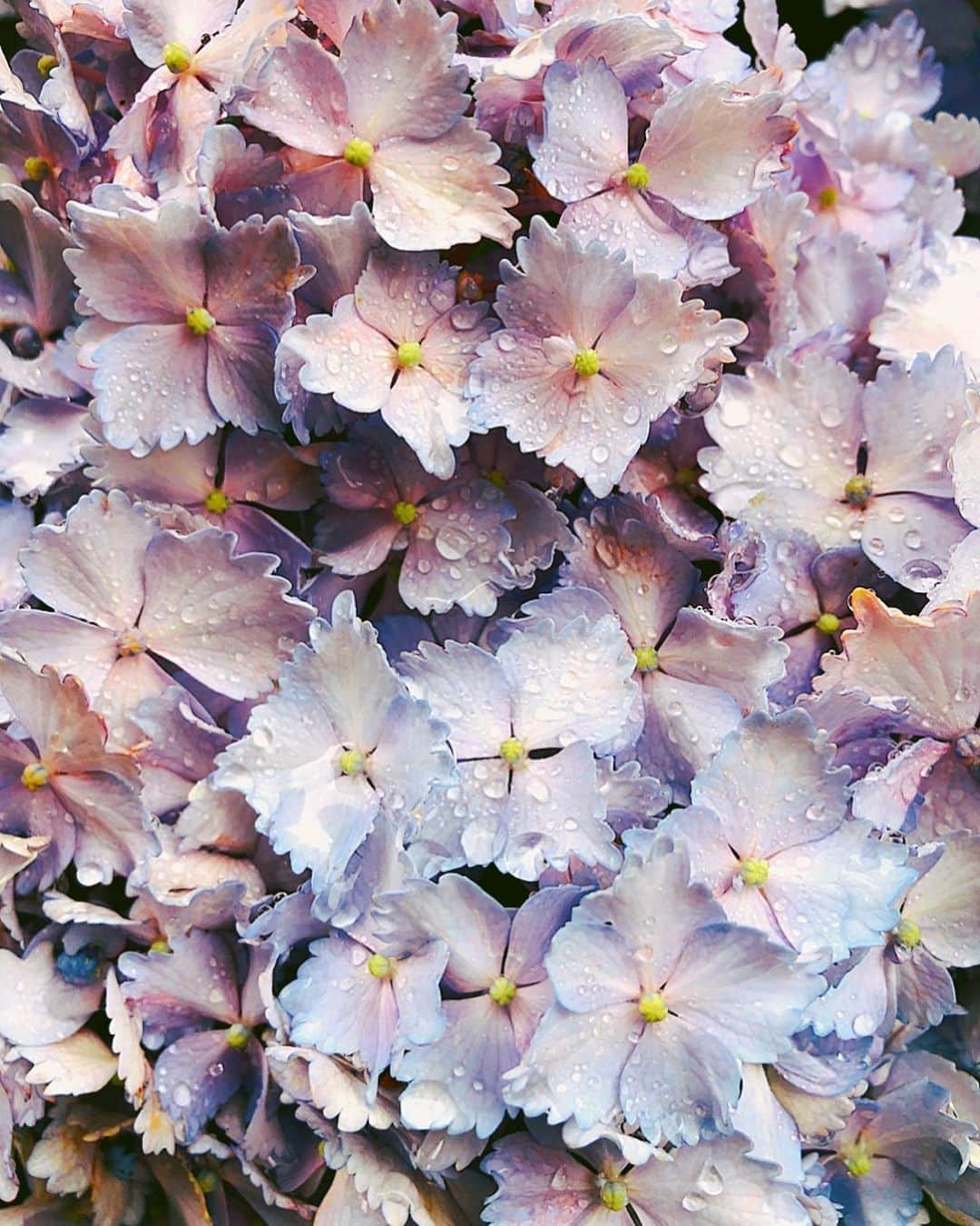 理絵さんのインスタグラム写真 - (理絵Instagram)「雨上がりの紫陽花が好き  #紫陽花 #수국 #hydrangea #ortensia #hortensia #hydrangeas #flower #flowers #fiore #꽃 #花 #tokyo #japan」5月29日 11時56分 - ____rie____