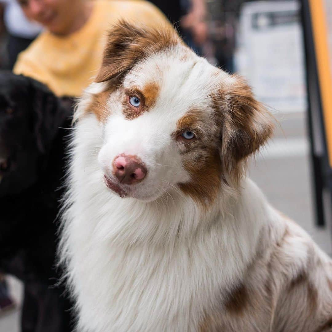 The Dogistさんのインスタグラム写真 - (The DogistInstagram)「Cooper, Australian Shepherd (1 y/o), 17th & Broadway, New York, NY • “He’s a sporty dog who loves to have something to do. A real go-getter.”」5月29日 3時09分 - thedogist