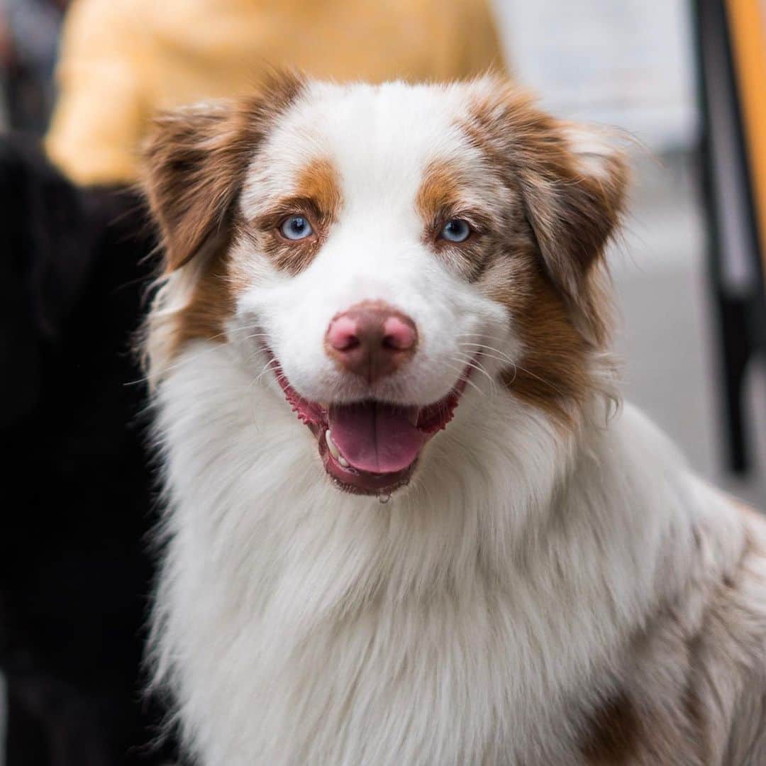 The Dogistさんのインスタグラム写真 - (The DogistInstagram)「Cooper, Australian Shepherd (1 y/o), 17th & Broadway, New York, NY • “He’s a sporty dog who loves to have something to do. A real go-getter.”」5月29日 3時09分 - thedogist