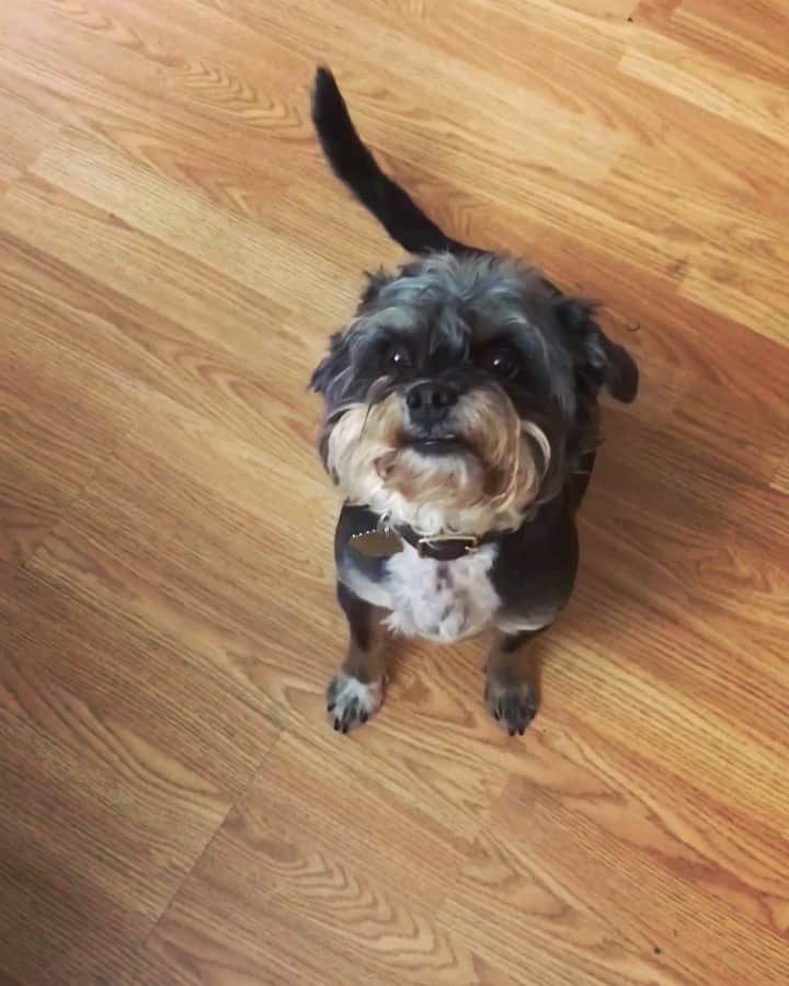 ユージン・リー・ヤンのインスタグラム：「I have the weirdest looking pig 🐷  @itspestothepup 🐶」