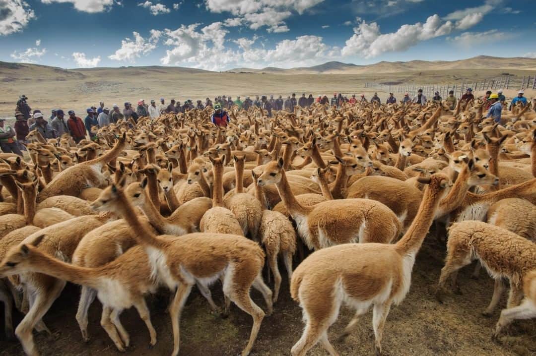 National Geographic Travelさんのインスタグラム写真 - (National Geographic TravelInstagram)「Photo by @bethjwald | Quechua villagers in the high, cold Puno region of Peru round up vicuña, a wild camelid which has some of the finest wool in the world. The animals were poached almost to extinction in the 1980’s for their wool, which sells for as much as $1000 a kilo.  But the indigenous Andean communities of the Puno have an ancient and symbiotic with the vicuña which has helped ensure its survival. They protect them from poachers but also harvest the wool in semi-annual chaccus in which they gather the animals, shear the biggest and healthiest and then release them back into the wild.  Sale of the wool goes to support community projects. The tradition of the chaccu dates back to the time of the Inca when only the Incan royalty could wear garments woven from the wool of the vicuña. For more photos of the wild world and wild travel and how it connects us, follow me at @bethjwald  #culturalsurvival #tradition #vicuna #peru」5月29日 4時01分 - natgeotravel