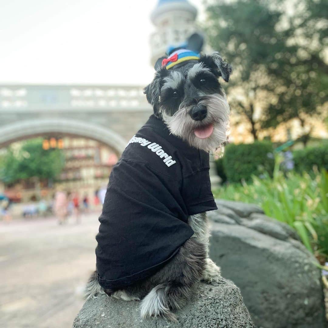 DogsOf Instagramさんのインスタグラム写真 - (DogsOf InstagramInstagram)「STORY TAKEOVER! “What’s more magical than dogs at Disney? Nothing! So come join me and my friends as we take on the most magical place in the world as Service Dogs!” writes @bernietheschnauzer | Tap our Stories to follow along on their adventure to Disney!」5月29日 4時19分 - dogsofinstagram