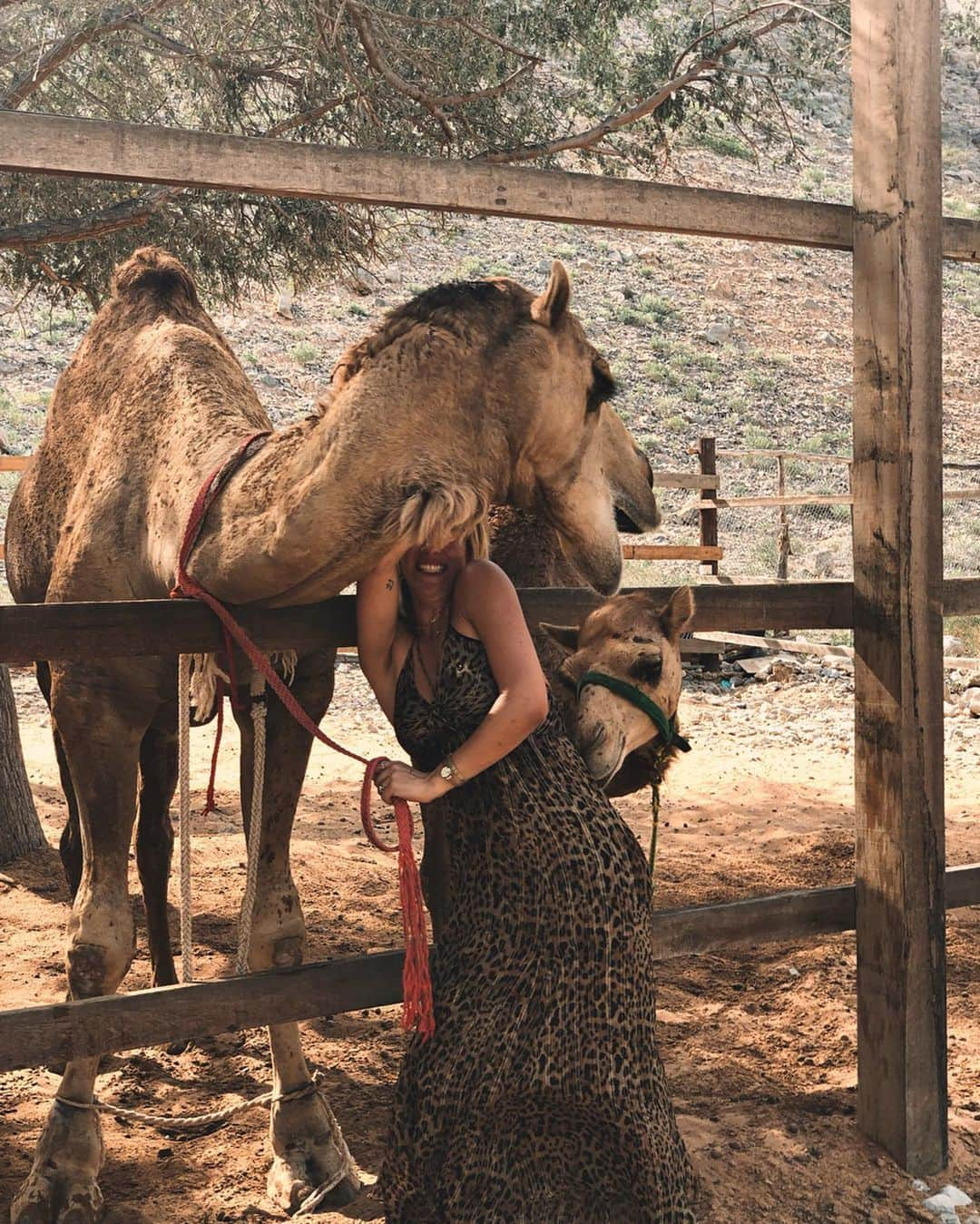 Giovanna Ewbankさんのインスタグラム写真 - (Giovanna EwbankInstagram)「Um caso de amor...MUITO AMOR!!! Dia de beijar, abraçar, alimentar, dar banho e morrer de amor por esses animais maravilhosos...eu to muito apaixonada REAL!!!! A natureza eh linda demais!!! 💗🐪💗🐪💗🐪💗」5月29日 4時32分 - gioewbank