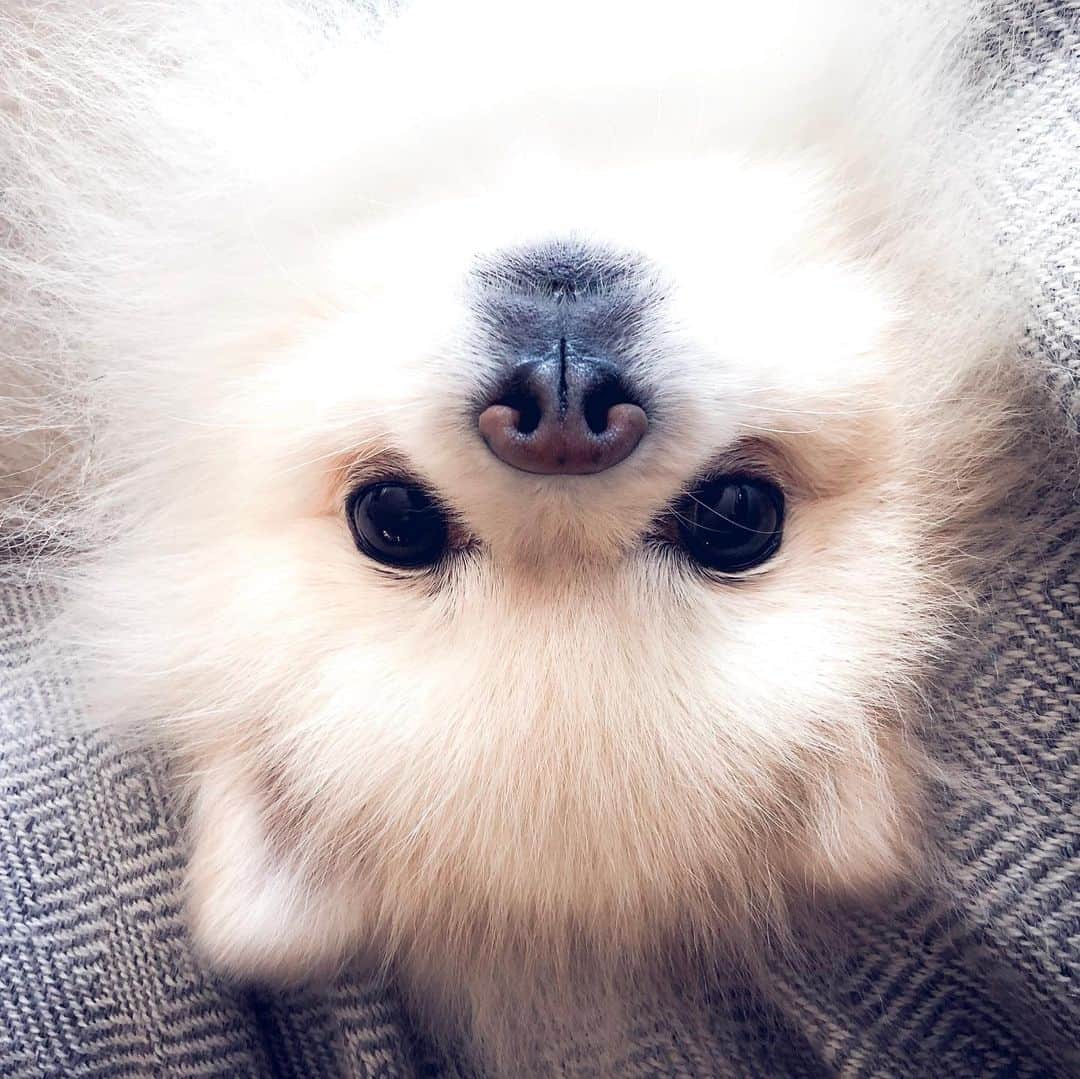 Buddy Boo Blueさんのインスタグラム写真 - (Buddy Boo BlueInstagram)「Bean update: He has been part of our family for almost 8 weeks now, and we love him more each day. The process of getting him adjusted definitely isn’t linear but is getting better overall. He is still a bit jumpy at unexpected movement and touch, but he’s basically our little shadow ... except when he randomly disappears for a minute to poop in the other room 🤦‍♀️」5月29日 4時49分 - buddyboowaggytails