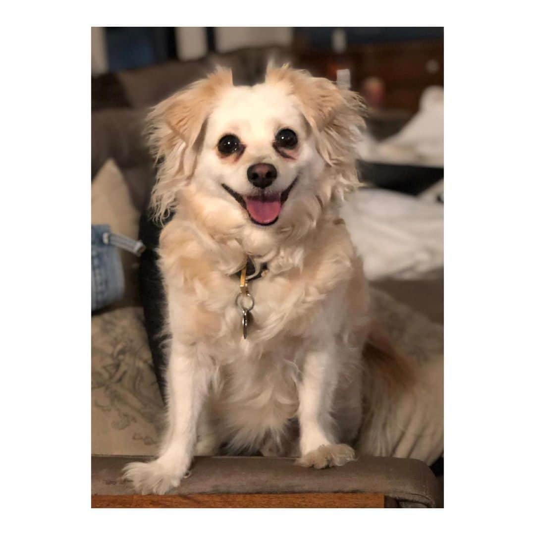 マーク・ハミルさんのインスタグラム写真 - (マーク・ハミルInstagram)「May The 28th Of November 2012 Be The Birth Date Of Benign Canine So Fine Millie The Magnificent」5月29日 4時45分 - markhamill