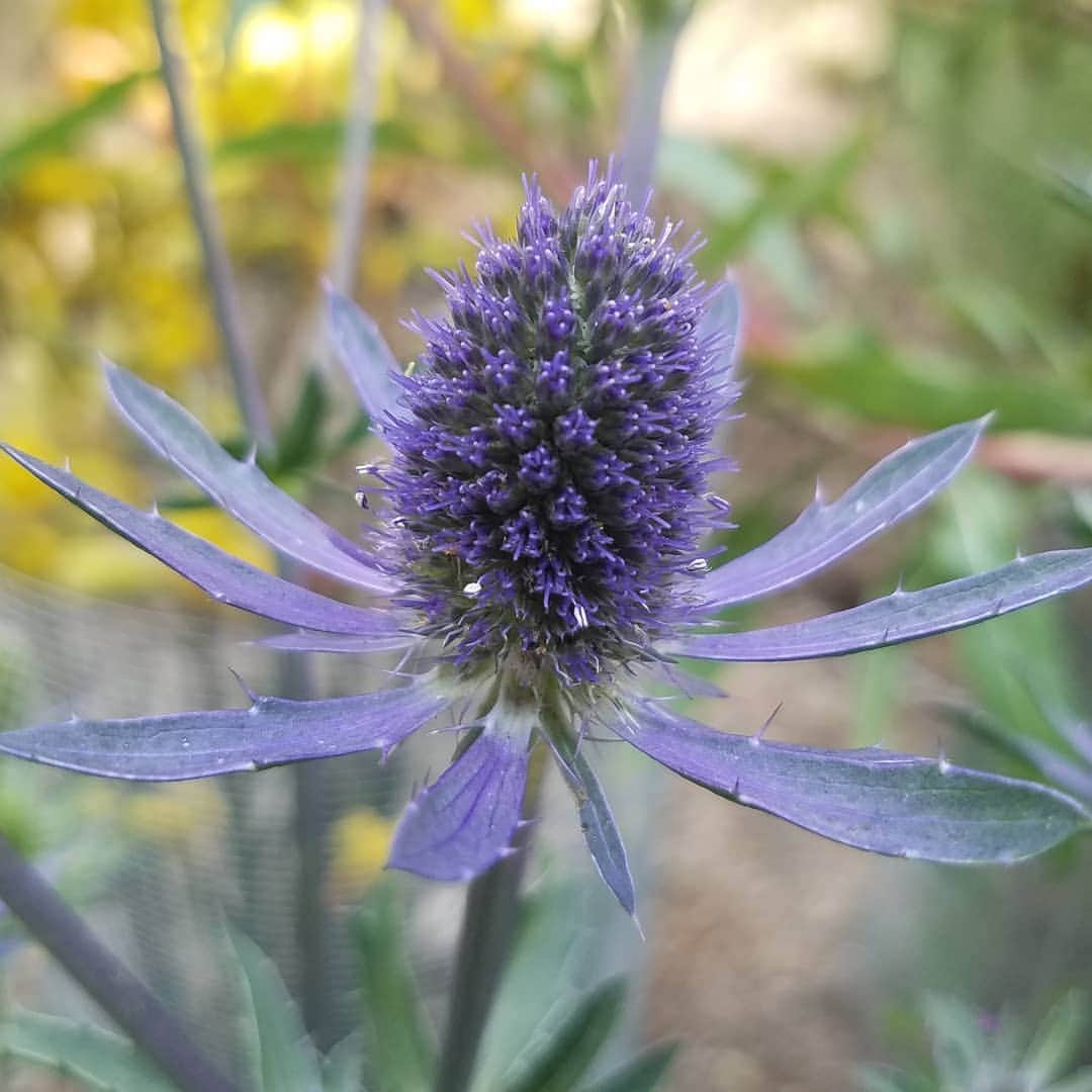 のインスタグラム：「THEY ARE TURNING BLUE PURPLE #GASOLINEGARDEN #ILOVEGARDENS #GARDENSRULE #GARDENCHURCH #GARDENPARTY #GARDENMAGIC #AVANTGARDEN #GARDENS #GARDENGANGSTER #garden #gardenlife #GARDENER #gardentime #GARDENING #VEGETABLEGARDEN #FLOWERS #FLOWERPOWER #plants #CACTUS #SUCCULENTS #EryngiumBigBlue #THISTLE #AYEARINFLOWERS  #shadowhills  #THANKYOU @hcgplants #highcountrygardens @gasolineglamour  #GASOLINEGLAMOUR 😭😭😭😬😬😬 A larger Sea Holly with arresting electric blueflowers that will reach 4" across. Eryngium Big Blue has intense blue color that extends down the stems and holds well when dried. Green spiky foliage. A Blooms of Bressingham variety selected for outstanding qualities, reliable growing performance and stunning beauty.」