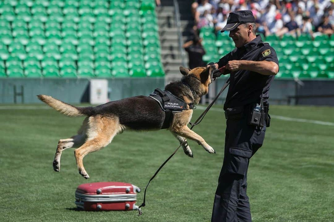 レアル・ベティスさんのインスタグラム写真 - (レアル・ベティスInstagram)「La exhibición de las Unidades Especiales de la @policianacional que hemos tenido en el Benito Villamarín... ¡ha sido impresiontante! 🚔👏🔝 Gracias por demostrarnos una vez más que nuestra seguridad está en las mejores manos 😃」5月29日 5時19分 - realbetisbalompie