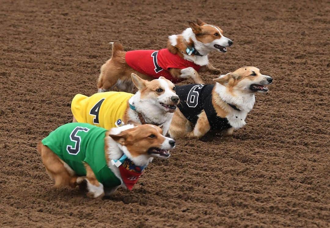 NBC Newsさんのインスタグラム写真 - (NBC NewsInstagram)「Corgi dogs race during the Southern #California “Corgi Nationals” championship at the Santa Anita Horse Racetrack. Hundreds of Corgis competed for the coveted ‘fastest corgi’ title at the 17 race event. . 📷 Mark Ralston / @afpphoto」5月29日 5時42分 - nbcnews