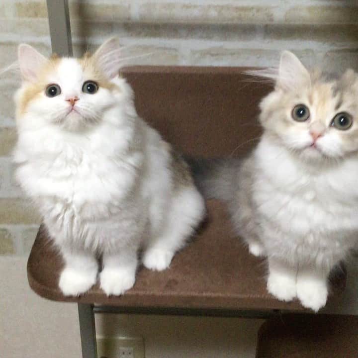 のインスタグラム：「🌞Pino's baby ・ ・ 猫じゃらし LOVE❤️・ ・ ・ #美人姉妹 #生後3ヶ月  #またたび猫ハウス #猫ブリーダー #スコティッシュフォールド #猫動画 #子猫動画 #scottishfold #scottishfoldkitten #petsvideo #catmovie #topcatphoto #kittensofinstagram #instagramcat #adorable #cat_features #catsofnstagram #9gag #thedodo #animalsco #weeklyfluff #catloversclub #meowed #cutepetclub #cat_of_world #animalsvideos #cutewildanimals #thedailykitten #happycatclub #sweetcatclub」