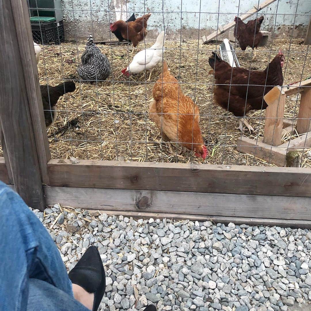 フリーディアのインスタグラム：「This is what I want my backyard to look like. Filled with #chickens!! Anyone have experience with having chickens at home? Would love some advice!! 近いうちにウチの庭がこういうふうになって欲しくて。チキン飼いたいのぉ〜鶏のお世話をした事がある人いる？？アドバイスちょうだい！！#chicken #chickencoop #chickencoops #eggs #chicks #newweeknewgoals #goals #love #pets #backyard」
