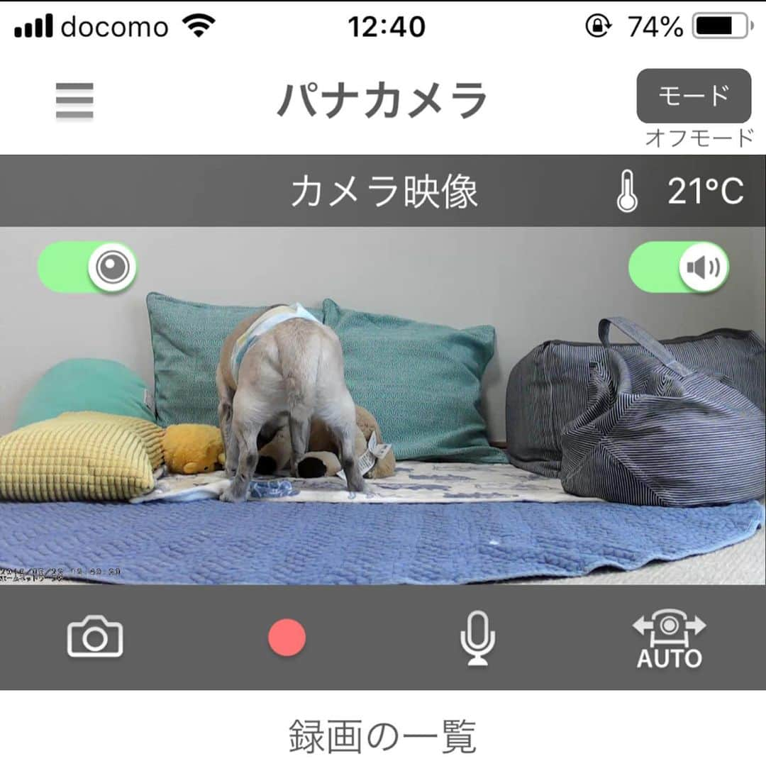 八兵衛さんのインスタグラム写真 - (八兵衛Instagram)「パナソニックHDペットカメラを 使わせていただいています🐶 * * HDペットカメラの特徴は 💠カメラの画質が200万画素で綺麗✨ * 💠温度センサーが付いていて、 設定した温度を越えると通知が来ます。 これからの暑い夏に安心☀️😊 * 💠360度追尾してくれます🐕 いろんなところで休むコもカメラで 探せて安心☺️ * * * ちょうど今の時期 室温とエアコンをつけるかつけまいか、と悩みどころだったので温度センサーがついているって非常にありがたい‼️ * * ①コンパクトで置き場所に困らないサイズ。 中央に動作検知センサー、上部の小さな丸部分(左右に各一個)に赤外線センサー、2種類のセンサーでペットの動きを検出した方向にカメラが自動的に向くよ👍 ②(スマホでスクショ)スマホ画面で 温度チェックできるよ。おもちゃで遊ぶべえさん。 ③ペットカメラで撮影もできるよ。画質綺麗です✨ ④(スマホでスクショ)休憩べえさん。 ⑤(スマホでスクショ)時間経ち移動したようで追尾機能でカメラの向き少し変わってます。室温大丈夫☺️ ⑥(スマホの画面収録)外出先から手動でアップにして見たり、カメラの向きを変えて探すこともできるよ👀 * * 飼い主の都合でスマホでのスクショ、動画収録を使って紹介していますが、ペットカメラでの撮影画像や動画の方が綺麗です(笑) * * 数日使っての感想は とにかく使いやすい。反応も良いし、 べえさんは大移動するので360度(!!)探して姿を確認できるのは安心☺️ * * おじいちゃんで、エアコンつけると身体が冷えすぎてしまって、なかなか難しい時期なのですが😅 留守中の室温変化を把握して、帰宅時のべえさんの身体の冷え具合(or温まり具合)をチェックして、エアコンの設定の参考にできることも助かっています👌(寝ている場所を外出先からチェックできるので、べえさんの暑い寒いも分かります) * * 機械モノは苦手だったけど こんな便利なものがあるのねぇ！👵🏻😆💓 * * #パナソニック #panasonic #HDペットカメラ #カメラで温度見守り #カメラで熱中症予防 * * #ほぼ黒パグ #おじいちゃん犬 #パグ #pug #puggy #puglife #puglove #petstagram #pugstagram #pugsofinstagram #pugs #dog #ふわもこ部  @igersjp #IGersJP #east_dog_japan #pecoイヌ部 #八兵衛 #はちべえ #朝ワンコ夕ニャンコ」5月29日 12時21分 - huxxi