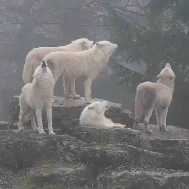 WildLifeのインスタグラム：「SOUND UP - Wolf Symphony🐺  Video by © @mihntolva」