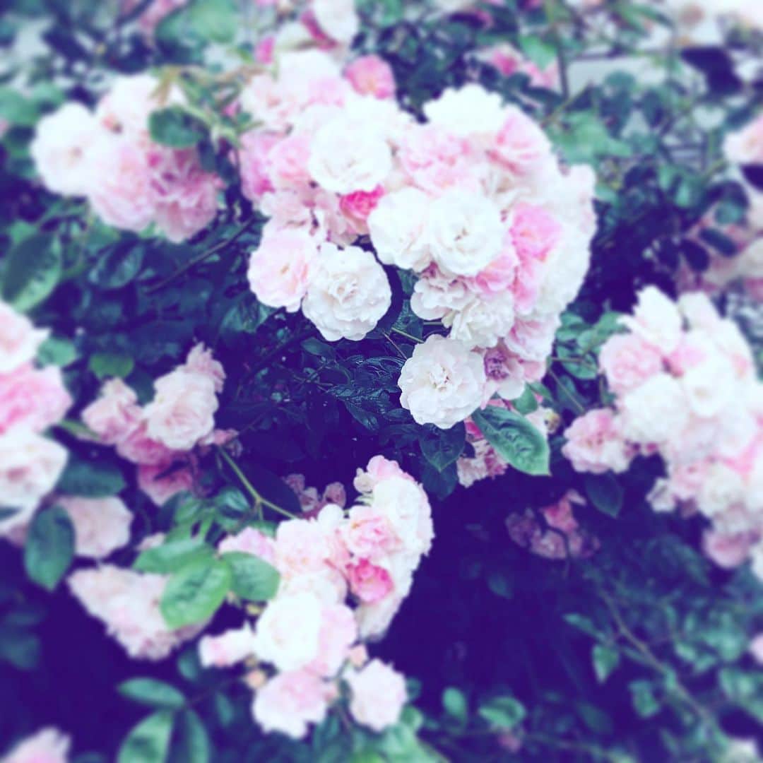 のインスタグラム：「#roses #white #pink #flower #flowersoflife」
