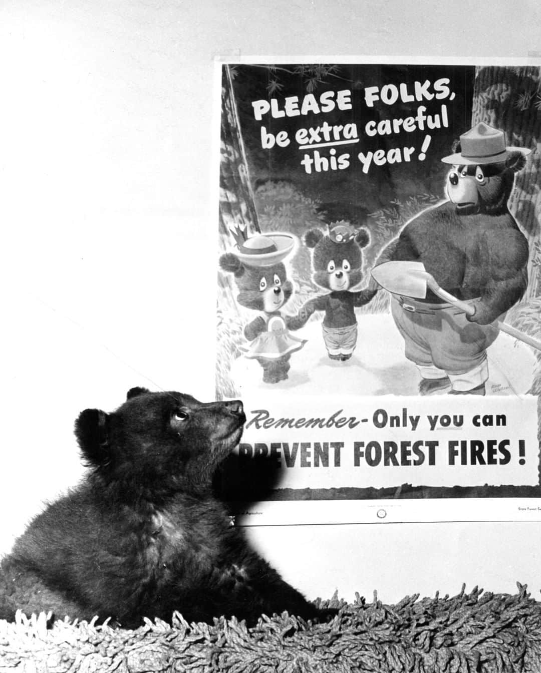 スミソニアン国立動物園さんのインスタグラム写真 - (スミソニアン国立動物園Instagram)「Smokey Bear has been preventing wildfires for 75 years! Stop by the new outdoor gallery highlighting his story during your next visit to the Zoo. In the meantime, here are a few of our favorite Smokey facts. >> https://s.si.edu/2wqZ928」5月29日 7時50分 - smithsonianzoo