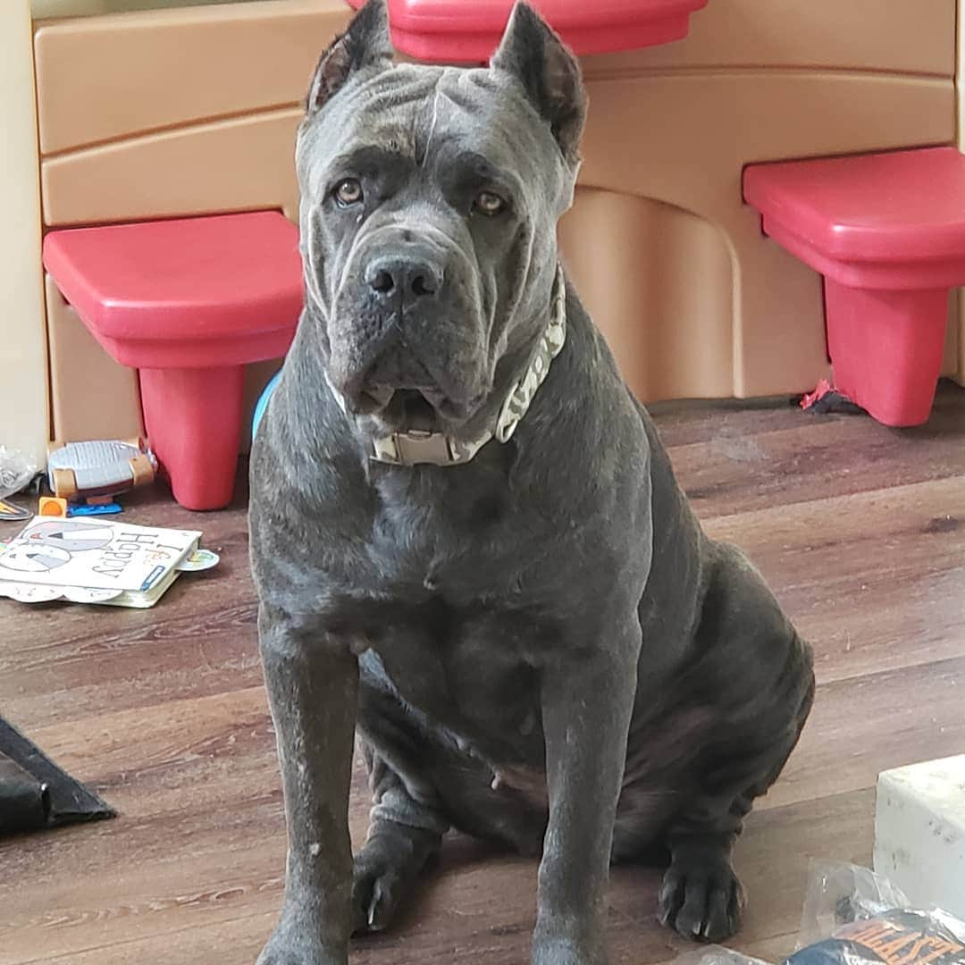 Noito Donaireさんのインスタグラム写真 - (Noito DonaireInstagram)「She protects the house.  I just dont know if its my house or the boys play house.  Lol . . #canecorso #blue #dog #security #lasvegas #protection #familydog」5月29日 7時50分 - nonitodonaire