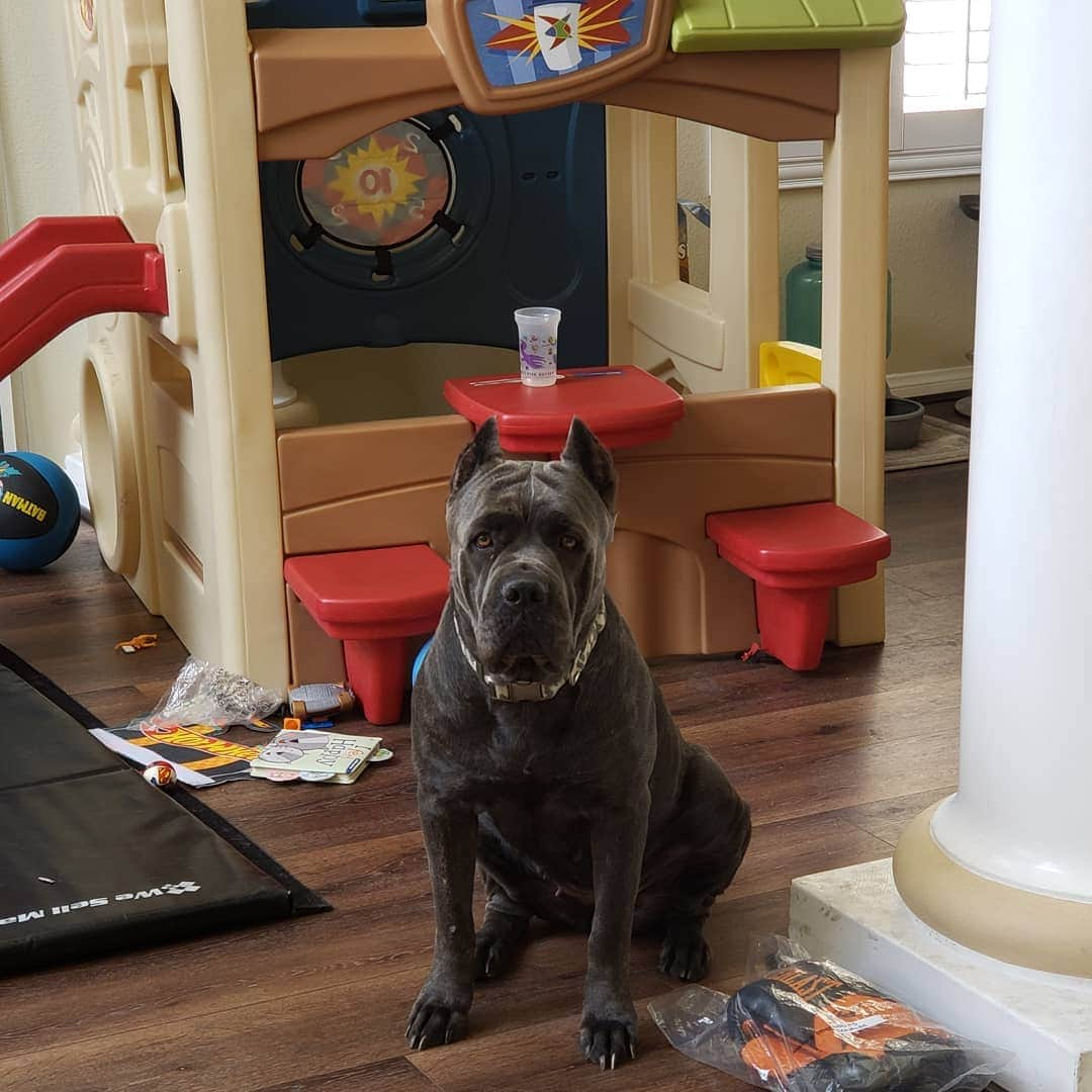 Noito Donaireさんのインスタグラム写真 - (Noito DonaireInstagram)「She protects the house.  I just dont know if its my house or the boys play house.  Lol . . #canecorso #blue #dog #security #lasvegas #protection #familydog」5月29日 7時50分 - nonitodonaire