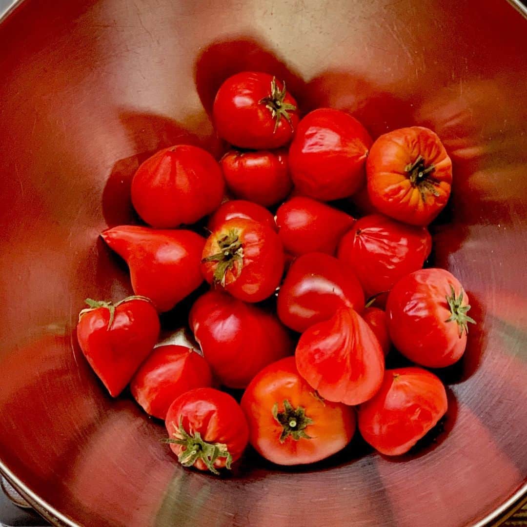 武井義明さんのインスタグラム写真 - (武井義明Instagram)「熟しすぎて売り物にならないと頂いたファーストトマト。どうしようかな。」5月29日 8時06分 - bebechef