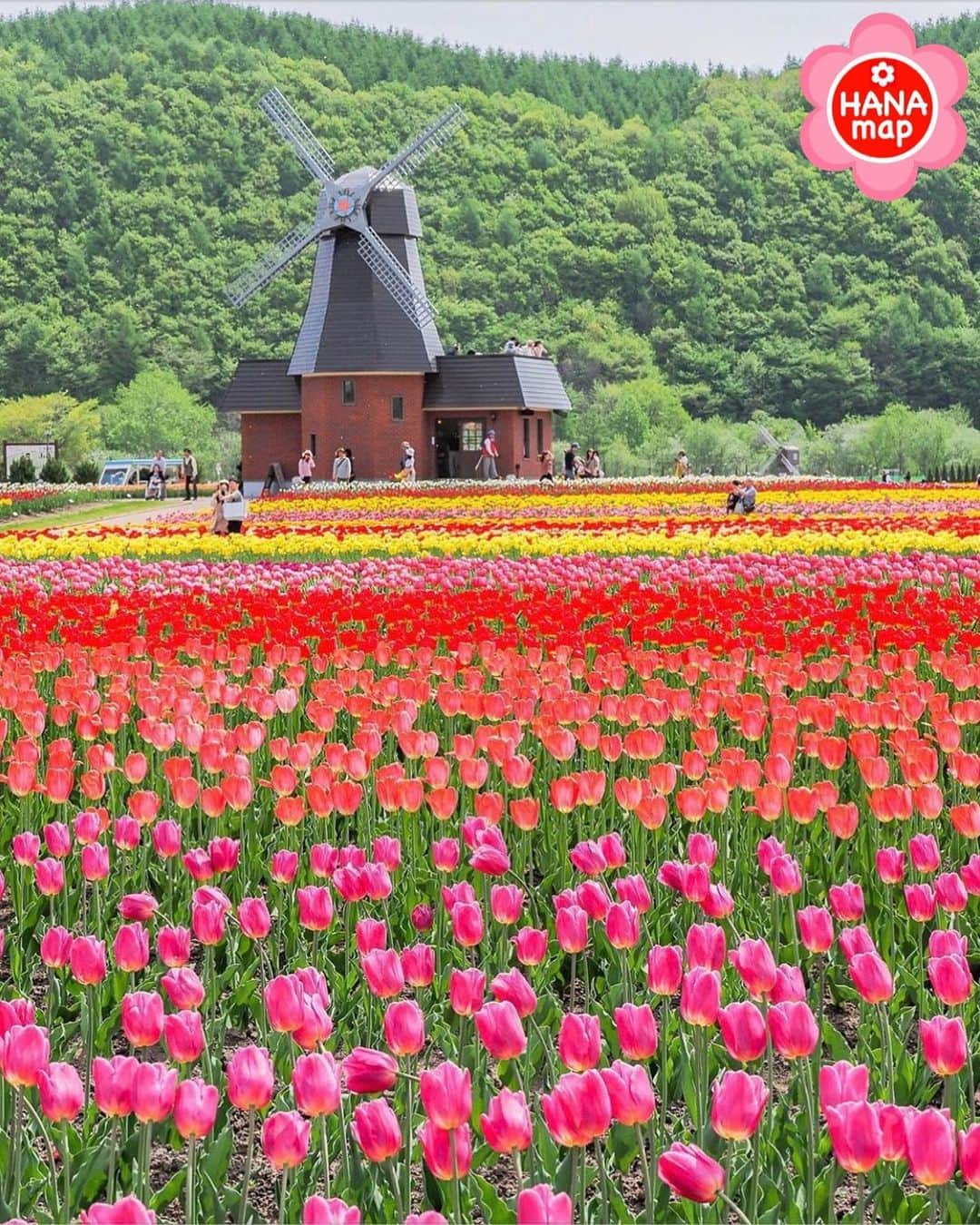 はなまっぷ❁日本の花風景さんのインスタグラム写真 - (はなまっぷ❁日本の花風景Instagram)「🌸はなまっぷ🌸 * @yamacchandesu さんの 花のある風景に花まるを💮 * まるでおとぎの国のように素敵なチューリップと風車の景色をありがとうございます😊🌸 * * 北海道  #かみゆうべつチューリップ公園 Kamiyubetsu Tulip Park, Hokkaido. * 🌼チューリップの花言葉📝🌼 思いやり * 見頃を過ぎている場所もご紹介しています。お出かけの際はHP等で最新の情報をご確認くださいね🙏🌸 * 🌸•••🌸•••🌸•••🌸•••🌸•••🌸 * いつも素敵なお花をありがとうございます😊 日本の花のある風景にタグ付けしてください🌸 お花があれば何でもOKです💓 * #はなまっぷ * #日本の美しい花風景#花のある風景#花#花言葉#花畑#上湧別#上湧別チューリップ公園#チューリップ#チューリップ畑#🌷」5月29日 8時14分 - hanamap