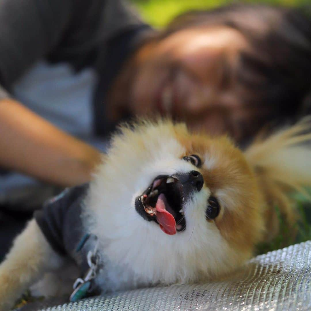 ポテチンさんのインスタグラム写真 - (ポテチンInstagram)「Memories of the picnic (part 1)  all photos by @tagubon」5月29日 8時51分 - pom.potechin