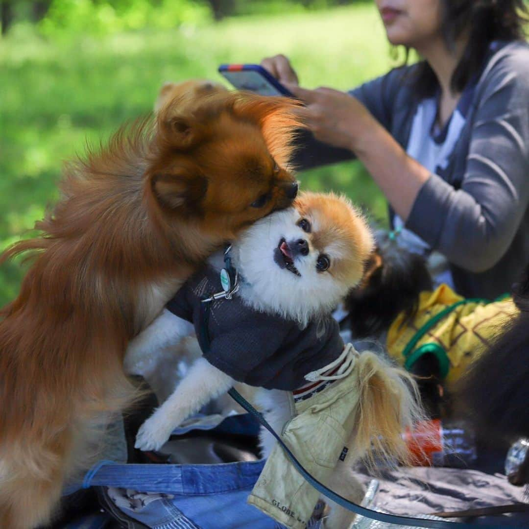 ポテチンさんのインスタグラム写真 - (ポテチンInstagram)「Memories of the picnic (part 1)  all photos by @tagubon」5月29日 8時51分 - pom.potechin