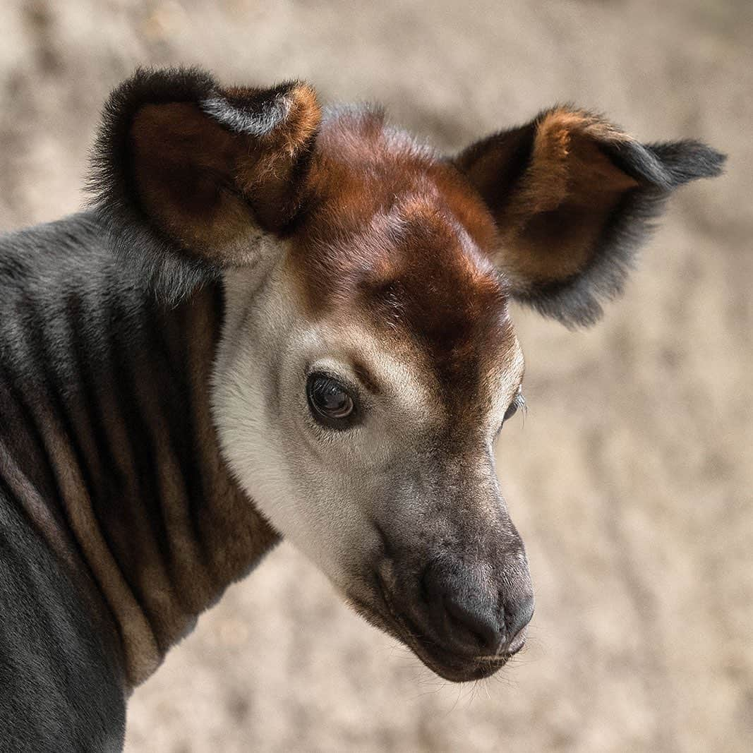 San Diego Zooさんのインスタグラム写真 - (San Diego ZooInstagram)「Co-parenting an okapi is a bit of a balancing act, but our animal care experts work together to build trust and tractability. Okapis first came to the San Diego Zoo in 1956, and since then, there have been more than 70 births at the Zoo and @sdzsafaripark. Click the link in our bio to learn more. #okapithat #forestgiraffes #sandiegozoo #sdzsafaripark #zoonooz」5月29日 8時57分 - sandiegozoo