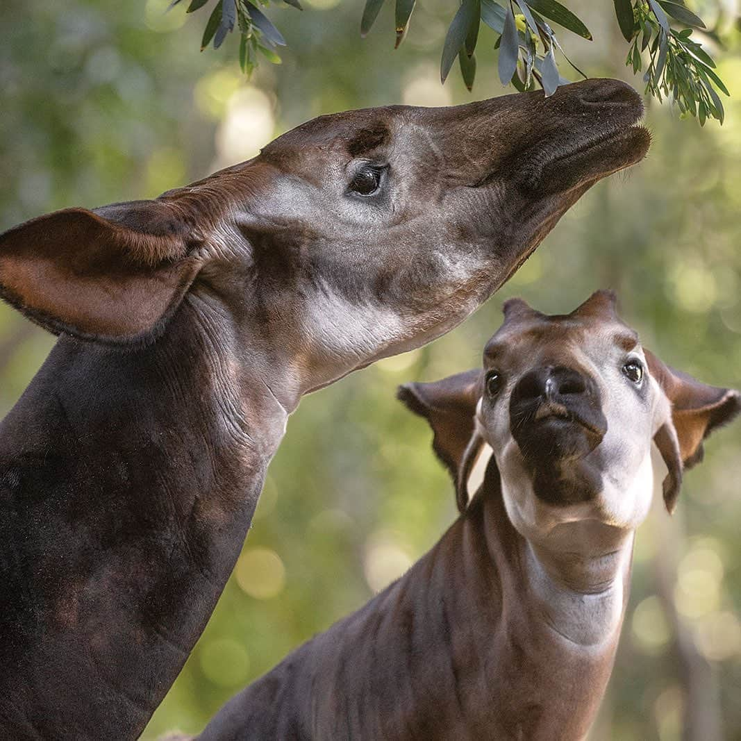 San Diego Zooさんのインスタグラム写真 - (San Diego ZooInstagram)「Co-parenting an okapi is a bit of a balancing act, but our animal care experts work together to build trust and tractability. Okapis first came to the San Diego Zoo in 1956, and since then, there have been more than 70 births at the Zoo and @sdzsafaripark. Click the link in our bio to learn more. #okapithat #forestgiraffes #sandiegozoo #sdzsafaripark #zoonooz」5月29日 8時57分 - sandiegozoo