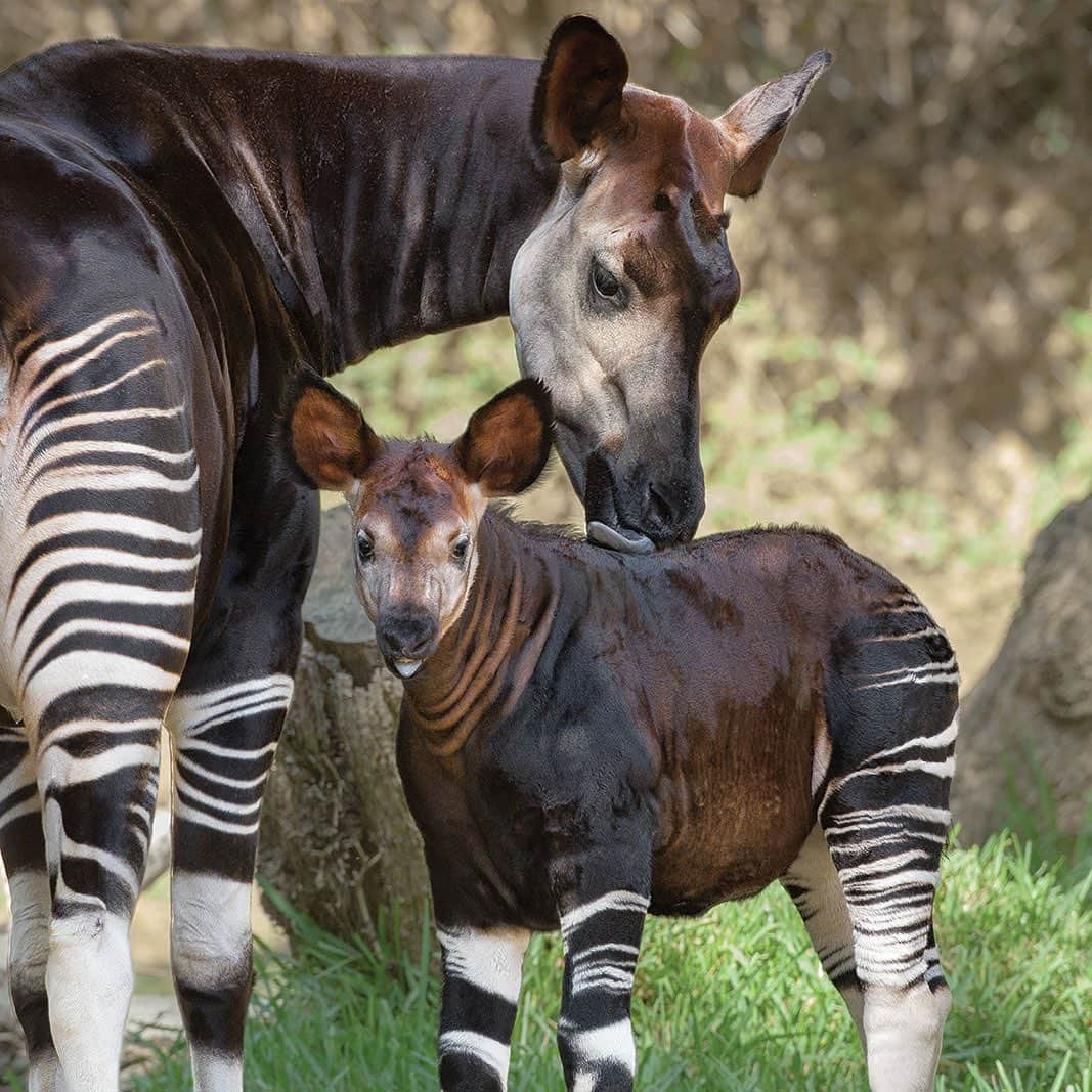 San Diego Zooさんのインスタグラム写真 - (San Diego ZooInstagram)「Co-parenting an okapi is a bit of a balancing act, but our animal care experts work together to build trust and tractability. Okapis first came to the San Diego Zoo in 1956, and since then, there have been more than 70 births at the Zoo and @sdzsafaripark. Click the link in our bio to learn more. #okapithat #forestgiraffes #sandiegozoo #sdzsafaripark #zoonooz」5月29日 8時57分 - sandiegozoo