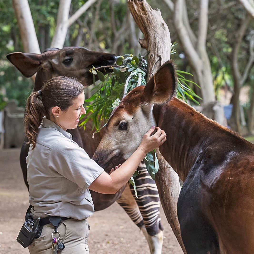 San Diego Zooさんのインスタグラム写真 - (San Diego ZooInstagram)「Co-parenting an okapi is a bit of a balancing act, but our animal care experts work together to build trust and tractability. Okapis first came to the San Diego Zoo in 1956, and since then, there have been more than 70 births at the Zoo and @sdzsafaripark. Click the link in our bio to learn more. #okapithat #forestgiraffes #sandiegozoo #sdzsafaripark #zoonooz」5月29日 8時57分 - sandiegozoo