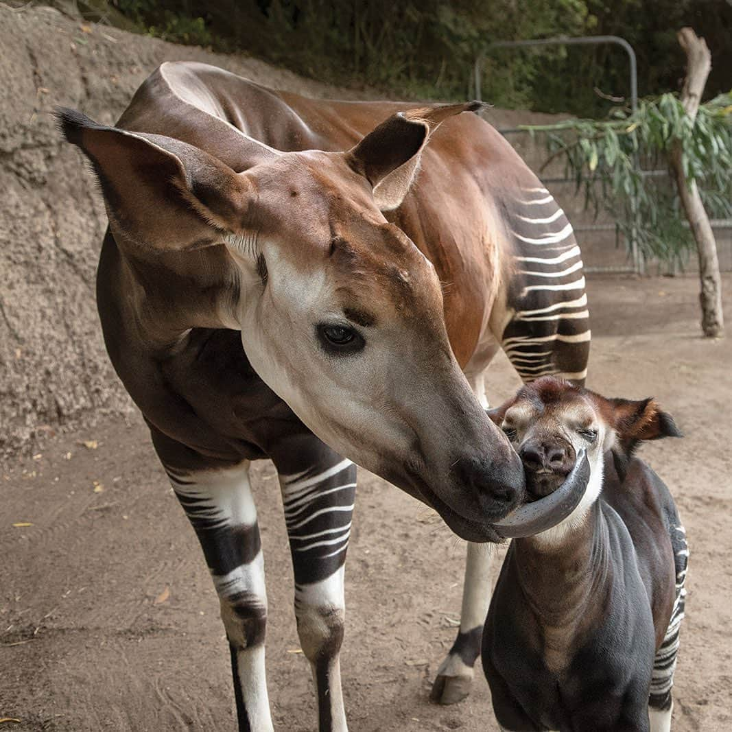 San Diego Zooさんのインスタグラム写真 - (San Diego ZooInstagram)「Co-parenting an okapi is a bit of a balancing act, but our animal care experts work together to build trust and tractability. Okapis first came to the San Diego Zoo in 1956, and since then, there have been more than 70 births at the Zoo and @sdzsafaripark. Click the link in our bio to learn more. #okapithat #forestgiraffes #sandiegozoo #sdzsafaripark #zoonooz」5月29日 8時57分 - sandiegozoo