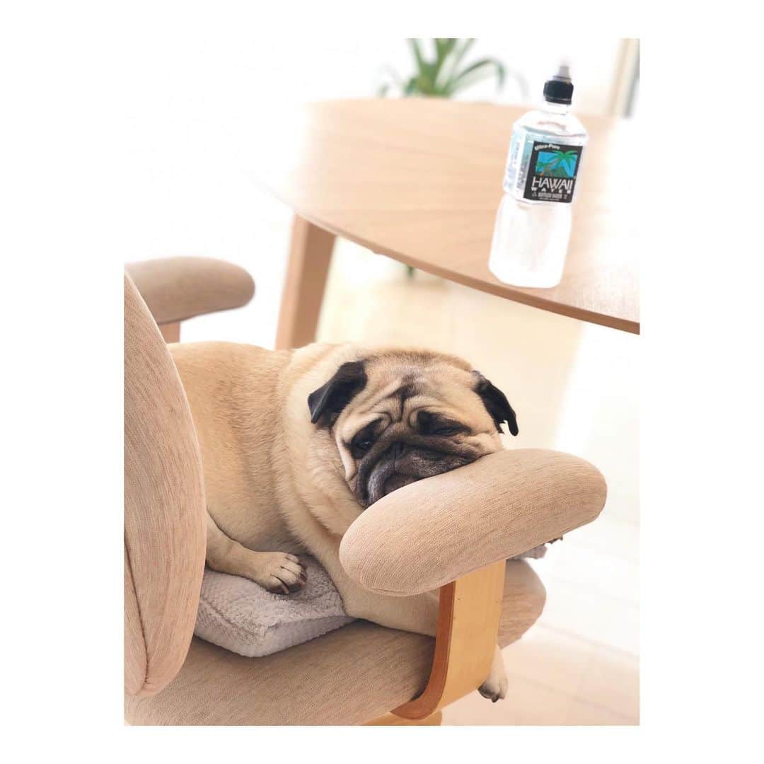 佐藤ルミナさんのインスタグラム写真 - (佐藤ルミナInstagram)「さて #chuckとharry 🐷🐷どちらでしょう？ #pug #puglife」5月29日 9時00分 - ruminasato