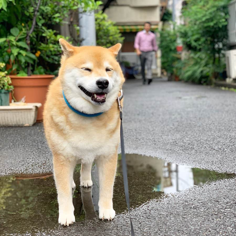 まる（まるたろう）さんのインスタグラム写真 - (まる（まるたろう）Instagram)「playing in a puddle🐶💦少しだけ雨が降ったみたい🙄 #水たまりは絶対入る派 #制覇した感 #溺れないという安心感 #パパわかってるよね #ママにはナイショだよ #バレてももみ消してね」5月29日 9時10分 - marutaro