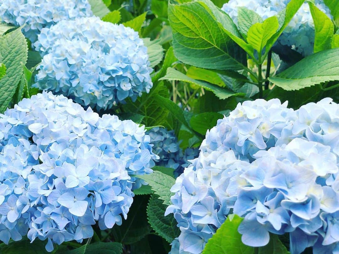 小野恵美のインスタグラム：「今日はロケ♫ 曇り空だけど、紫陽花は青空色💠 午後からは晴れるのかな？ #仕事 #ロケ #取材 #紫陽花 #あじさい #青  #今日も元気に #いってらっしゃい #いってきます」