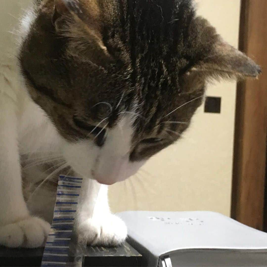 lululukululuさんのインスタグラム写真 - (lululukululuInstagram)「うちの子  kululu 😸❤️ #ねこ#ネコ#猫#cat」5月29日 9時32分 - tajitajicat