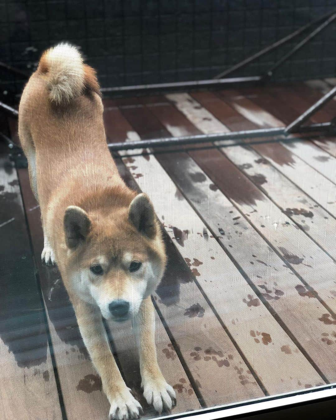 舞名里音さんのインスタグラム写真 - (舞名里音Instagram)「ん〜 おはようございます。 雨ざーざー 降ってたねぇ。 これから 晴れるみたいだよ。  #goodmorning #おはようございます #ぼく #じゃじゃまる #柴犬  #雨ざーざー #涼しくなりました  #ありがとうございます #これから  #晴れるみたい #です #日々是好日  #きょうも #いい日になりますように #haveaniceday」5月29日 9時51分 - maina_rion