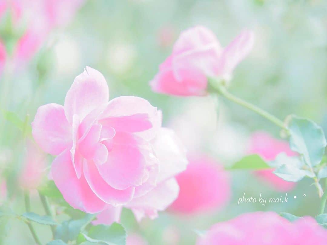 菊池真以さんのインスタグラム写真 - (菊池真以Instagram)「おはよう🔆 柔らかないちにちを☺︎ . . 優しい空気をまとった人にあって、 心が柔らかくなりました⤴︎ . . . #バラ #イングリッシュガーデン  #ハッピーピンク #ふんわりフォト #sunnyday #kokohana #pink  #flowers #summer #art_of_japan #team_jp #instagramjapan #FUJIFILM #tokyocameraclub」5月29日 10時04分 - mai_sorairo