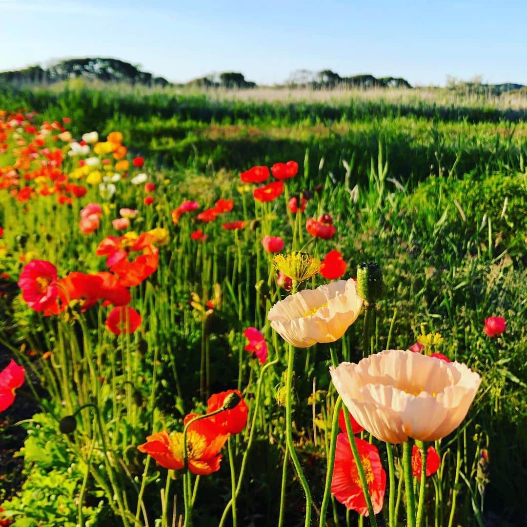園崎未恵のグルメインスタ